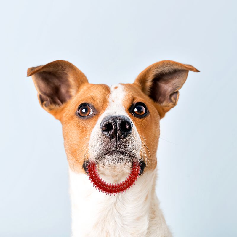 Juguete para Perro Mordedera Goma Circular Vini... image number null