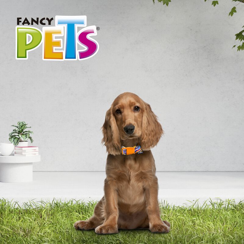 Fancy Pets Collar Galer&iacute;a Color Mix Tama&ntilde;o Medi... image number null