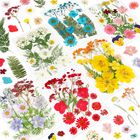 Flores Secas Nescci 103 Piezas Naturaleza Real Para Manualidades