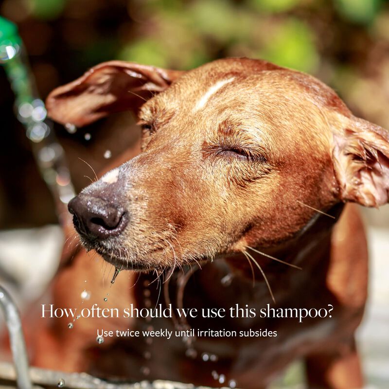 Champ&uacute; Veterinary Formula Clinical Care 480 Ml ... image number null