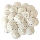 Set De Vasos Sand Dollars Home, Color Blanco, 5-6 Cm, 12 Unidades, Para Bodas