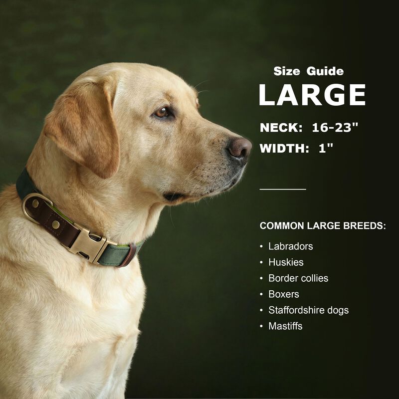 Collar Para Perro Didog L Verde De Cuero Pu Y N... image number null