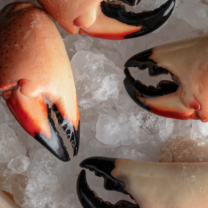 TENAZA DE CANGREJO MORO GRANDE (STONE CRAB) image number null