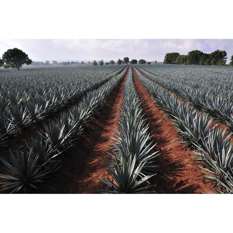 Aceite 1810 Para Afeitar Barba Afeitado Perfect... image number null