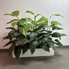 Jardinera con Planta Hule