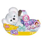Animal De Peluche Little Live Pets Cozy Dozy Kip Koala Con Sonido