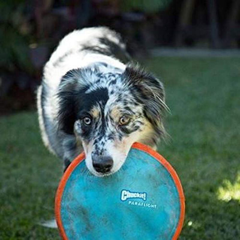 Juguete Para Perros Flying Disc Chuckit! Parafl... image number null