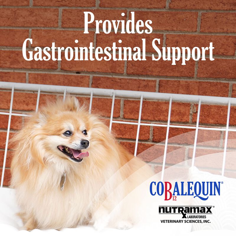 Suplemento Nutramax Cobalequin B12 Para Gatos Y... image number null