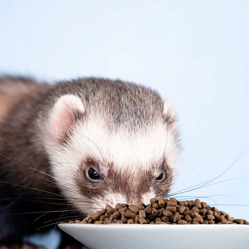 RedKite Alimento Premium Hecho con Carne de Pol... image number null