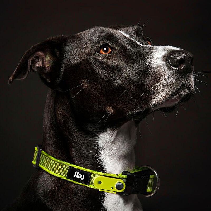 Collar Ultras&oacute;nico Tickless & Jk9 Anti-garrapat... image number null