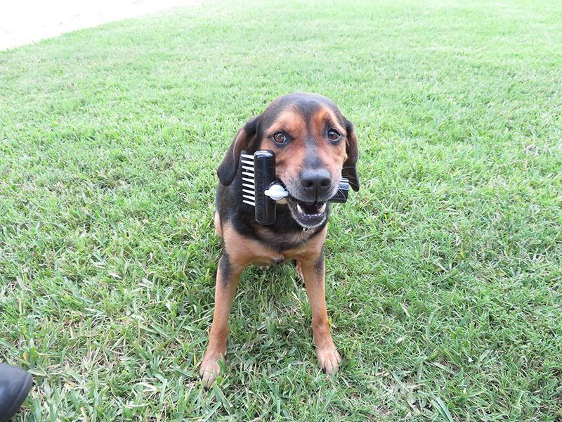 Cepillo Para Ba&ntilde;ar Perro. Aqua Comb.  Perros Co... image number null