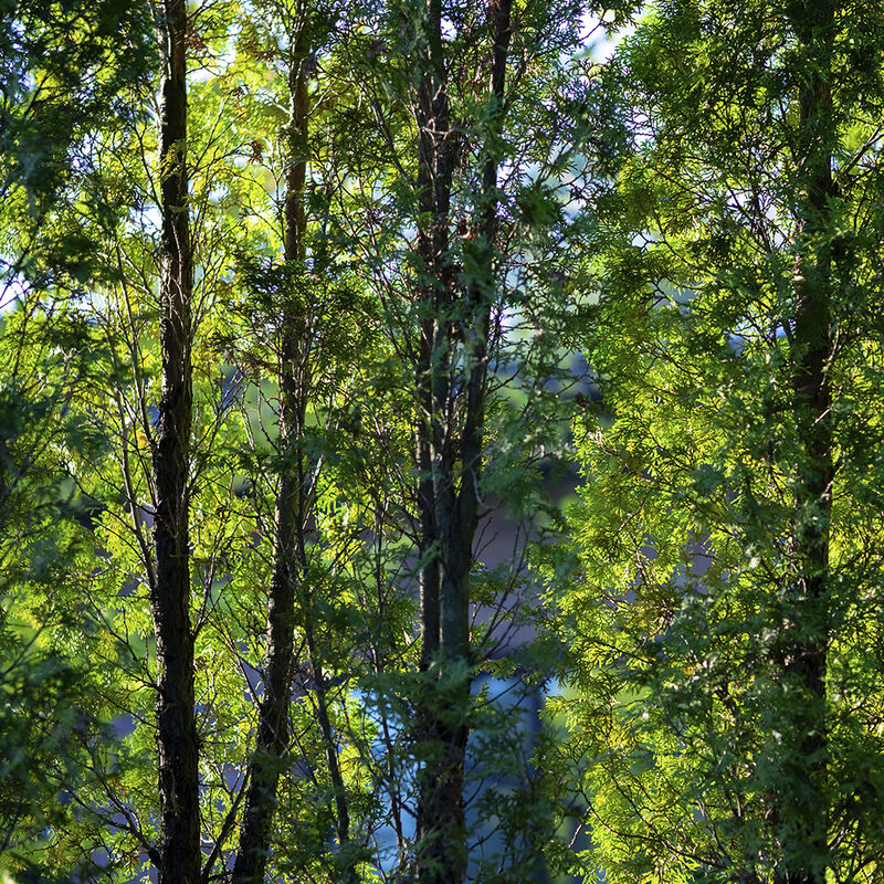 Lente Sigma 56mm F1.4 DC DN (C) -SE image number null