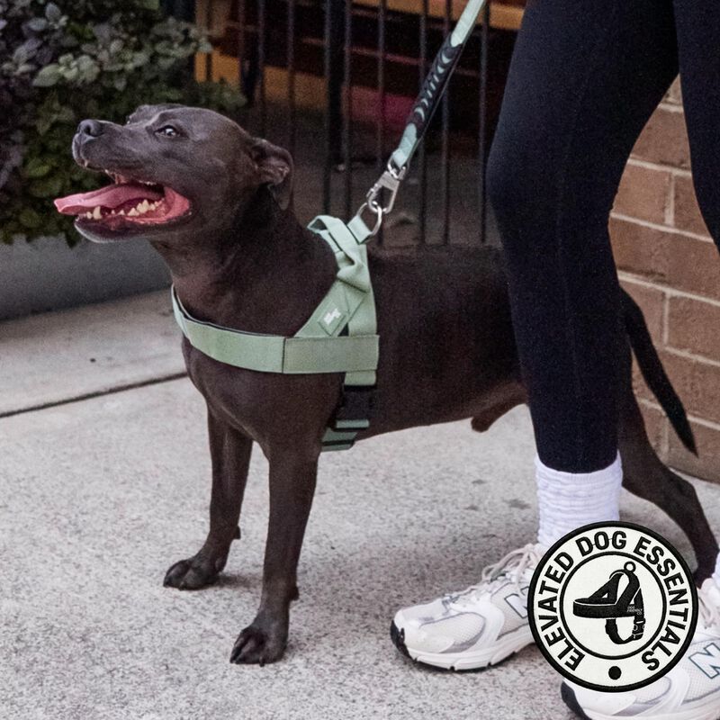 Arn&eacute;s Para Perro Dog Friendly Co. Talla Grande ... image number null
