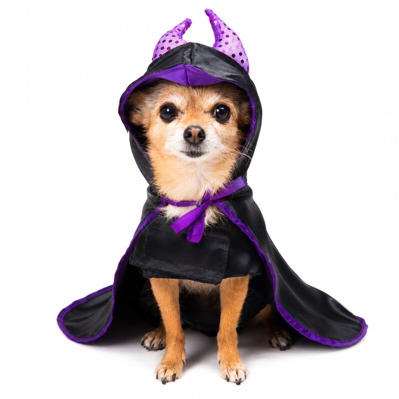 Disfraz Malefican Perro Halloween Talla 5 Masco... image number null