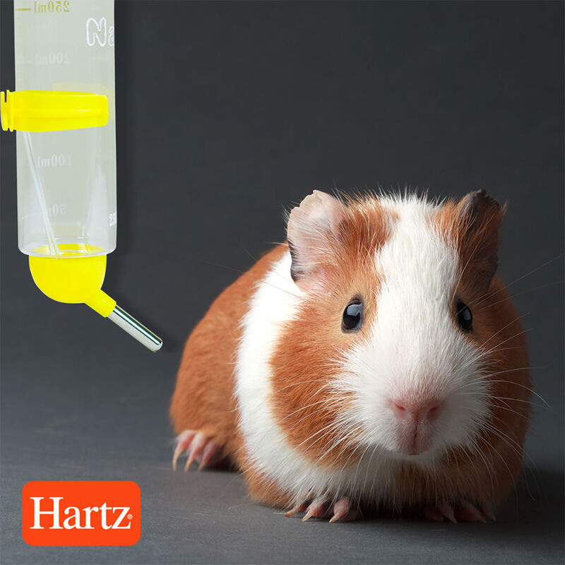 RedKite Bebedero en Botella para Jaula 250 ml image number null