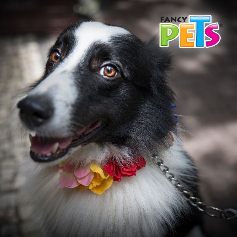 Fancy Pets Correa De Cadena Negra Para Perro De... image number null