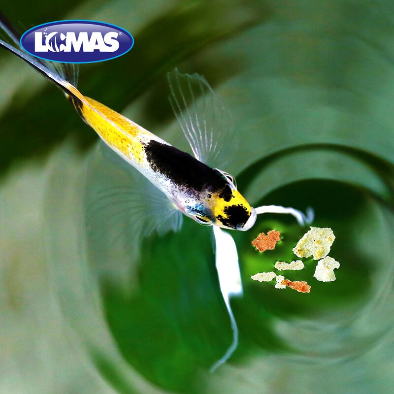 Lomas Hojuelas B&aacute;sicas Para Peces Con 20 Gramos image number null