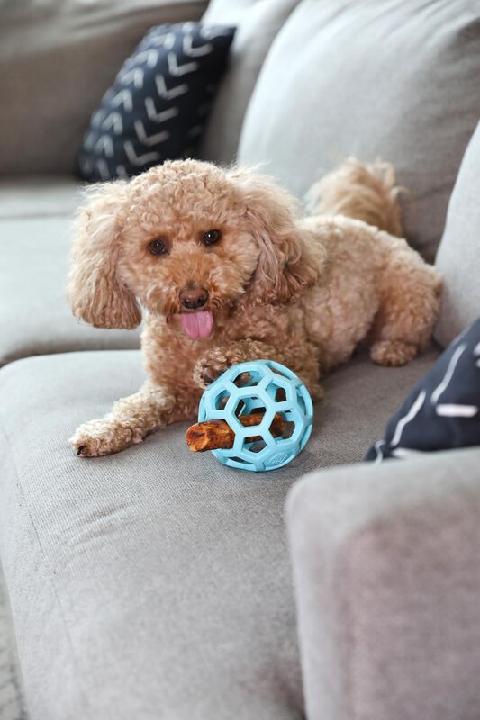 Jw Pet Hol-ee Roller Pelota Rompecabezas Para P... image number null