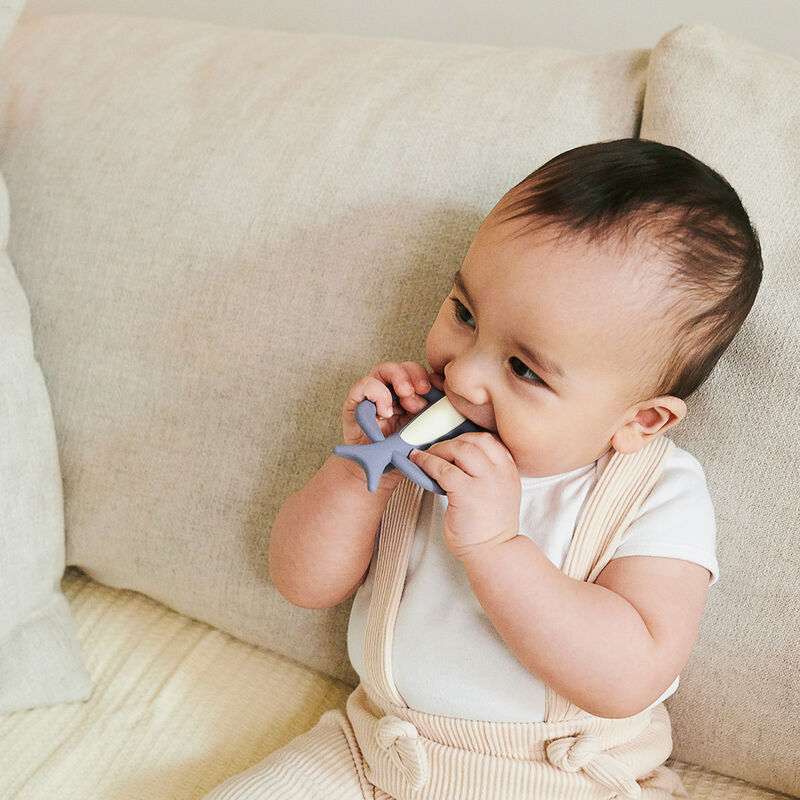 Mm Mordedera Tiburon image number null