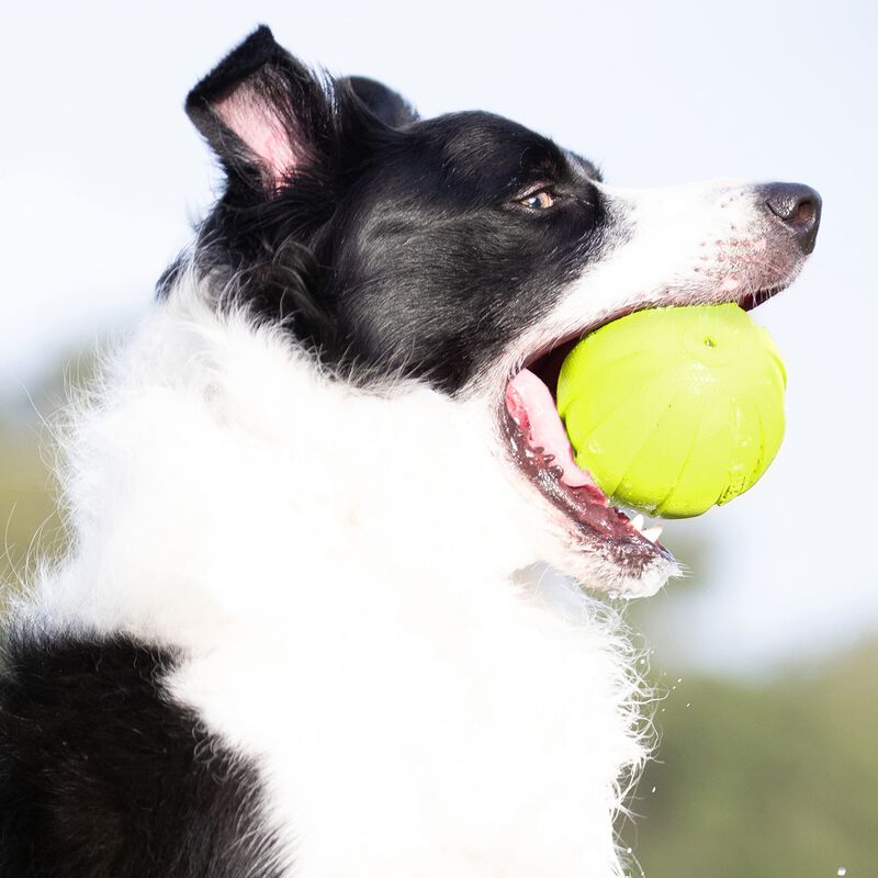 Pelota De Goma Para Perros Nerf Dog Con Chirria... image number null