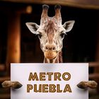 Bioparque + Transporte Incluido CDMX Metro Puebla, domingo 26 de octubre.