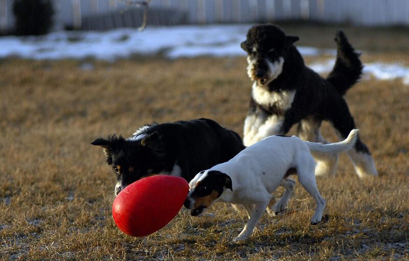 Juguete Para Perros Jolly Pets Jolly Egg Yellow... image number null