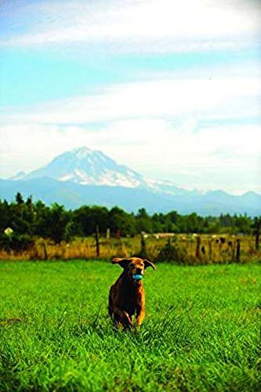 Rubber Fetch Ball Chuckit High-bounce Para Raza... image number null