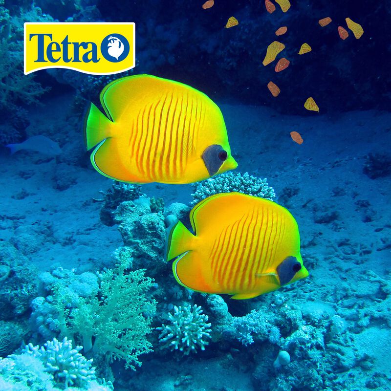 Tetra Alimento Tetramin Flakes Para Peces Con 2... image number null