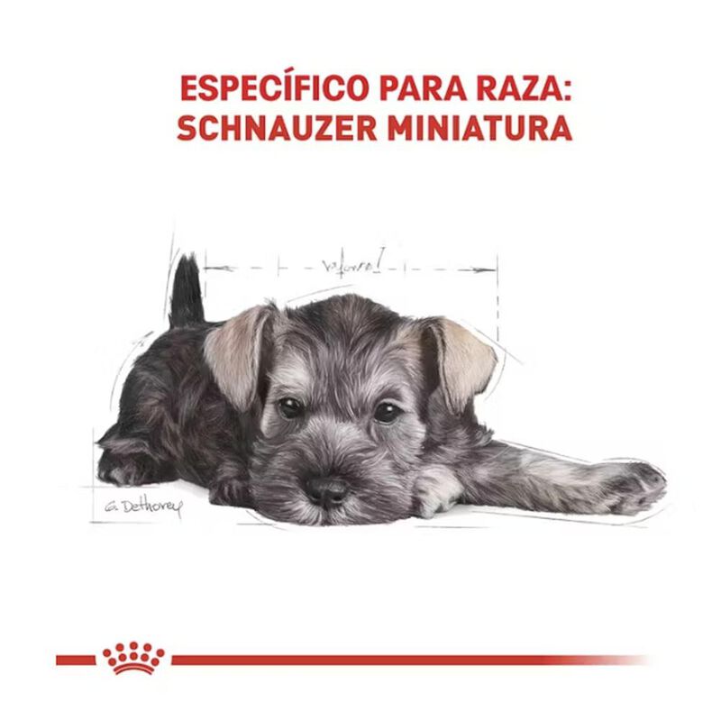 Royal Canin Bhn Miniature Schnauzer Puppy 1.14 ... image number null