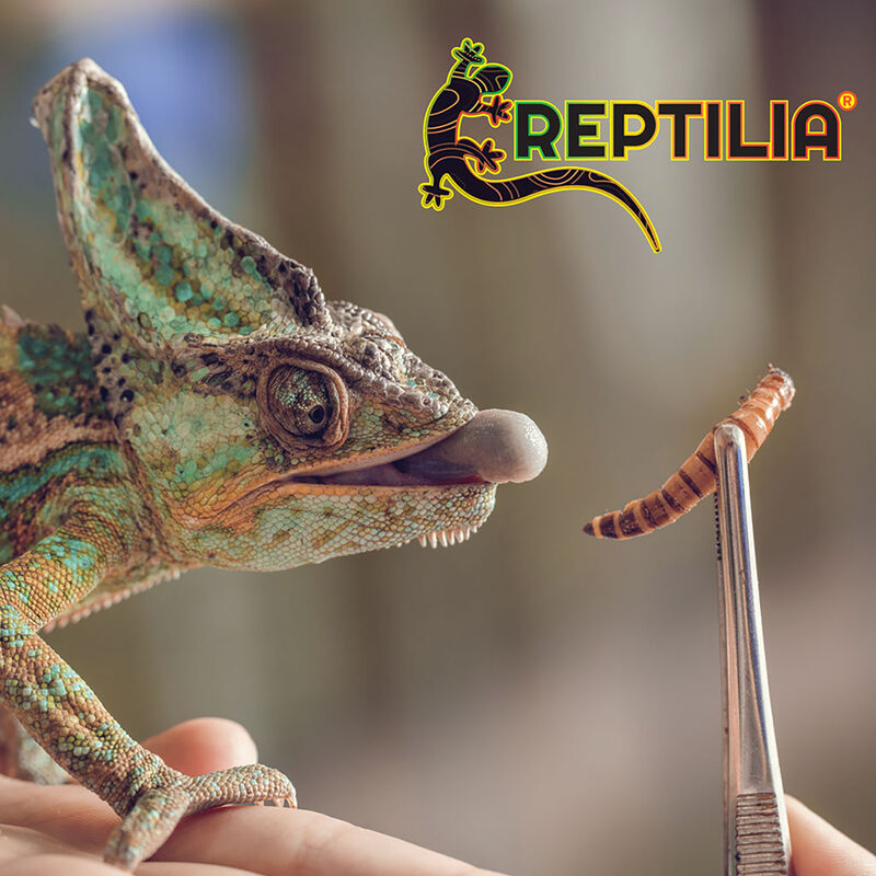 Reptilia Snack Larva de Mosca Soldado Con Gran ... image number null