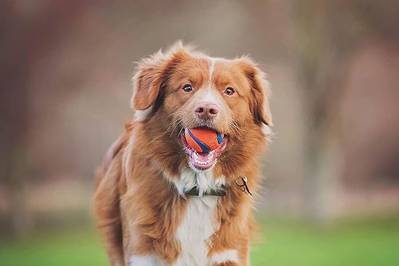 Set Fetch Ball, Chuckit! Dog Medley, Paquete De... image number null