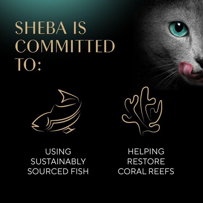 Cat Treats Sheba Meaty Tender Sticks Con Pollo,... image number null