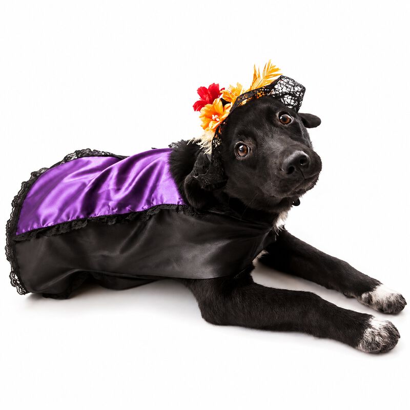 Disfraz Catrina Halloween Perro Mascota Talla 5... image number null