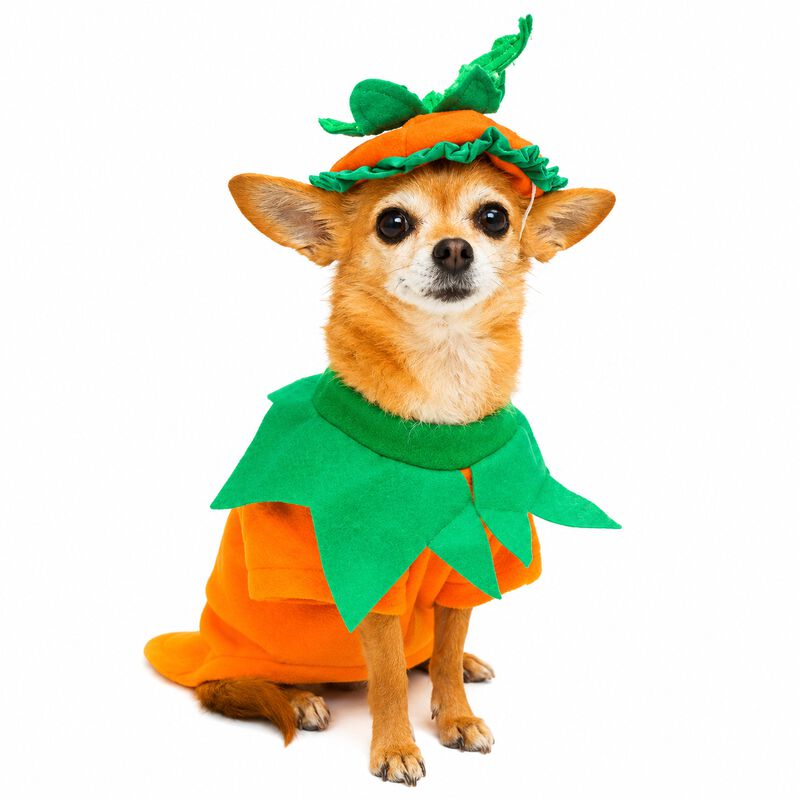 Disfraz Calabaza Perro Halloween Talla 00 Masco... image number null