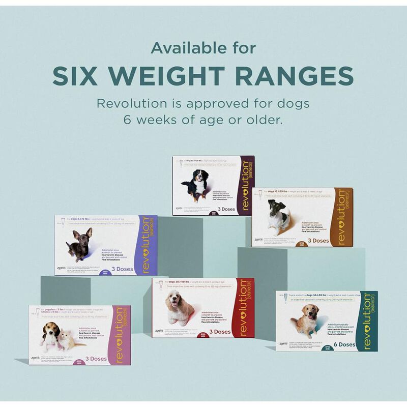 Revolution 12% (selamectina) 3 tubos x 2 ml (ve... image number null