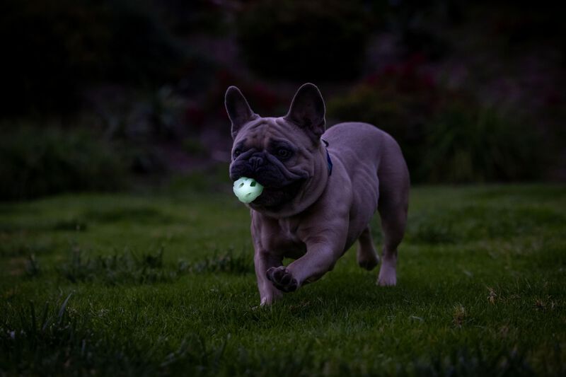 Juguete Para Perros Chuckit! Air Glow Fetch Bal... image number null