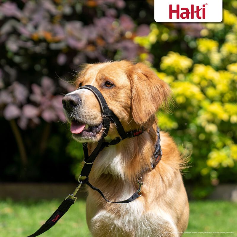 Collar De Cabeza Para Perro Halti, Antitirones,... image number null