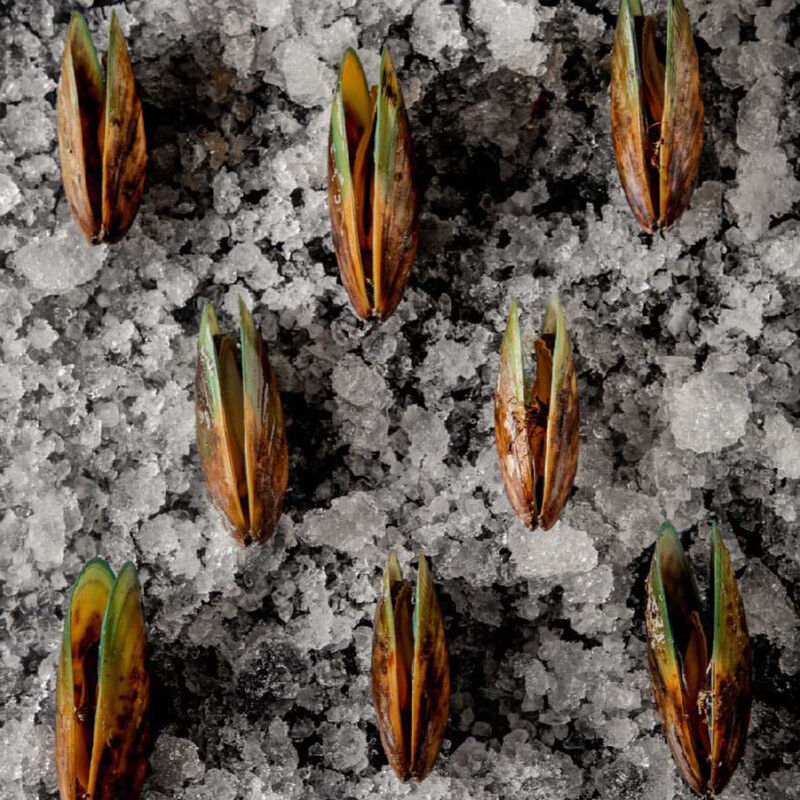 MEJILLON OMEGA image number null