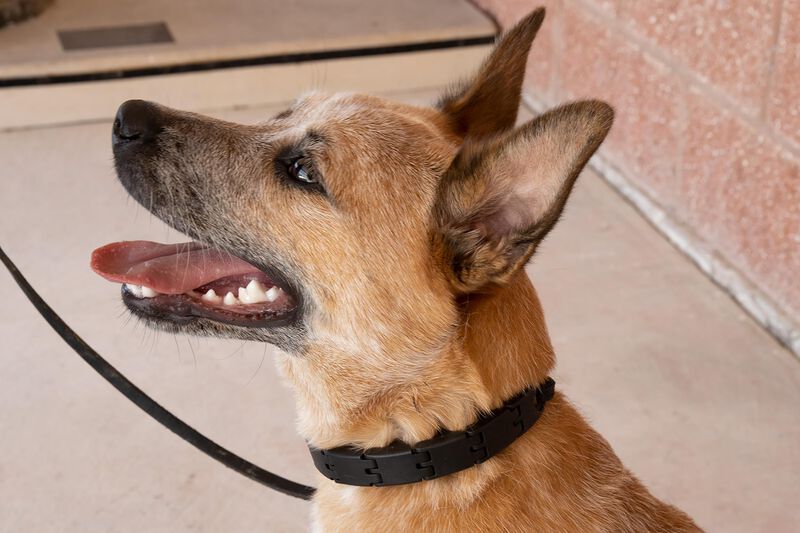 Collar Para Perro Starmark Pro-training Peque&ntilde;o... image number null