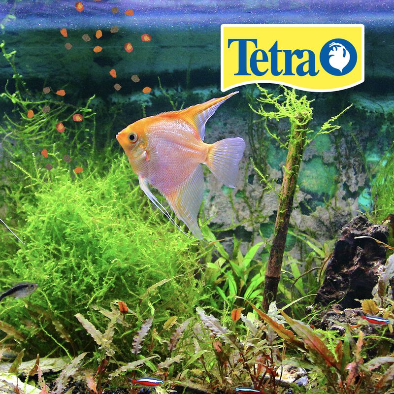 Tetra Tetra Pro Tropical Crisps Alimento Para P... image number null
