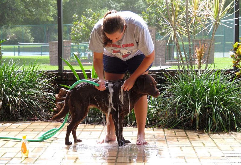 Cepillo Para Ba&ntilde;ar Perro. Aqua Comb, Perros Con... image number null