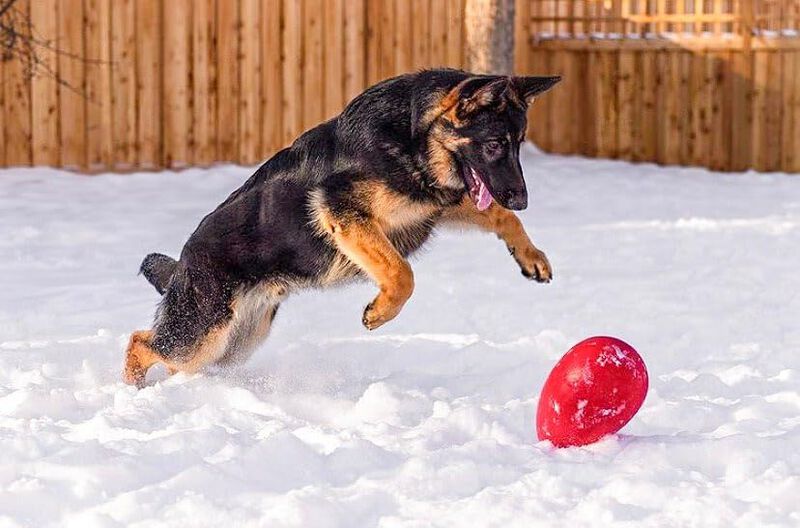 Juguete Para Perros Jolly Pets Jolly Egg Yellow... image number null