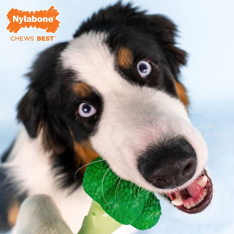 Juguete Masticable Para Perros Nylabone Power C... image number null