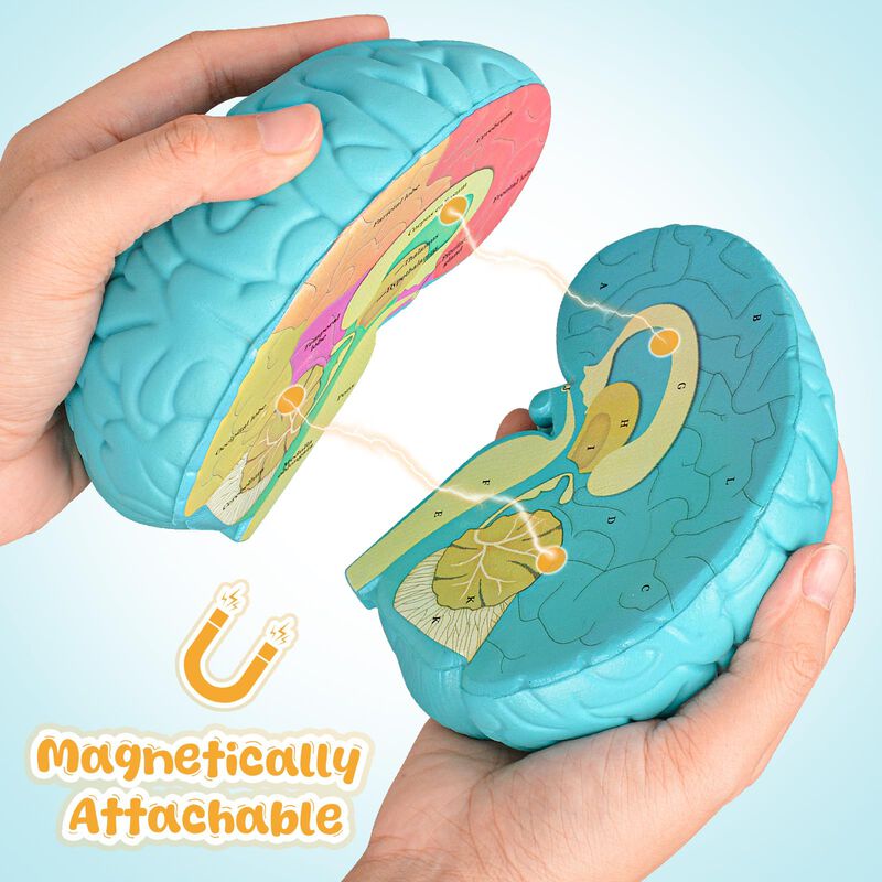 Brain Model Skillssist: Corte Transversal Del C... image number null
