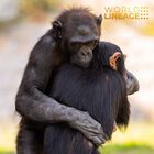 Interacci&oacute;n con Gorilas y Chimpanc&eacute;s  en &Aacute;frica