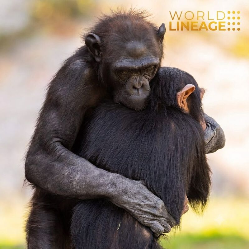 Interacci&oacute;n con Gorilas y Chimpanc&eacute;s  en &Aacute;frica image number null