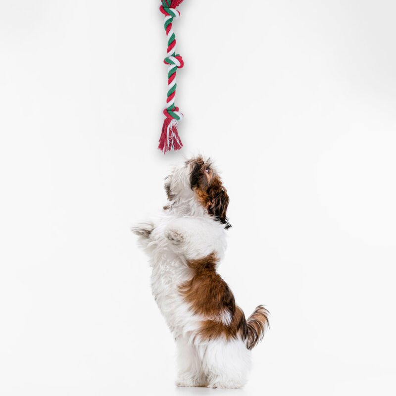 Juguetes Para Mascotas Cordones Mordederas Paqu... image number null