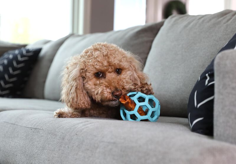 Jw Pet Hol-ee Roller Pelota Rompecabezas Para P... image number null