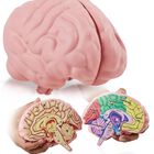 Modelo De Cerebro De Espuma, Secci&oacute;n Transversal De Merhoff Y Larkin Con Figuras