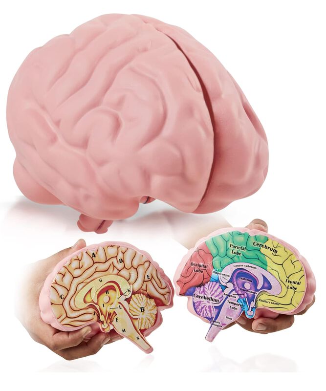 Modelo De Cerebro De Espuma, Secci&oacute;n Transversa... image number null
